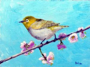 "Cape White-Eye"