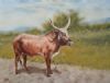 "Nguni bull,Zululand"