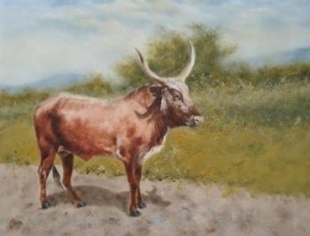 "Nguni bull,Zululand"