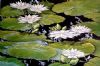 "White Water Lilies"