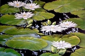 "White Water Lilies"