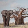 "Elephant at Baobab"