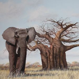 "Elephant at Baobab"