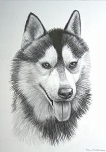 "Siberian Husky"