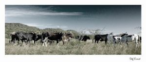 "Nguni Herd 2"