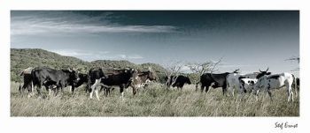 "Nguni Herd 2"