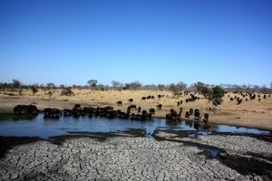 "Thirsty Herd"
