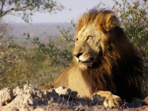 "Makhulu Mapogo"