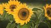 "My Sunflower Dream"