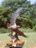 "Fish Eagle (Life Size) "