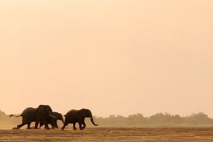 "Trevor Savage - Tuli Elephants"