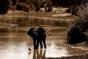 "Trevor Savage - Elephant at Water"