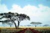 "Bush Veld 2"