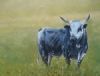 "Nguni bull"