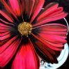"Cosmos # 1"