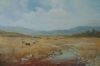 "Langkloof Cattle"