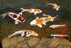 "Koi Pond"