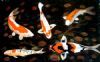 "Koi Fish"
