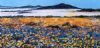 "Namaqualand in Springtime"