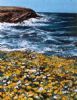 "Namaqualand: Seascape With Spring Flowers"