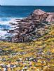 "Namaqualand: Spring Flowers on West Coast"