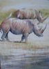 "Pair of White Rhino with Egrets"