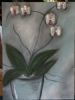 "Grey Orchids"