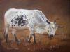 "Nguni 36"