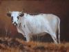 "Nguni 37"