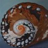 "Alikreukel Shell"