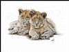 "Lion Cubs 1"
