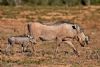 "Warthog and Baby"