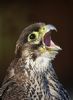 "Peregrine Falcon"