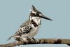 "Pied Kingfisher"