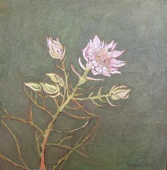 "Fynbos 30, Blushing Bride"