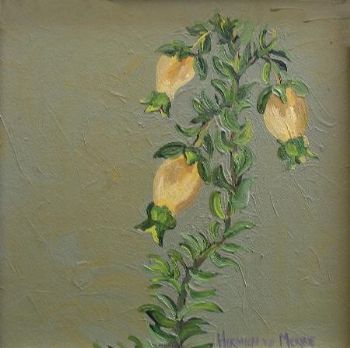 "Fynbos 37, Erica Blenna"