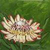 "Fynbos 61, Protea Scolymocephala"