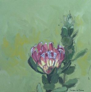"Fynbos 52, Protea Compacta"