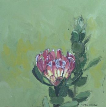 "Fynbos 52, Protea Compacta"