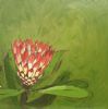 "Fynbos 57, Protea Obtusifolia"