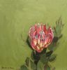 "Fynbos 50, Protea Compacta"