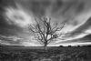 "Windy Tree"