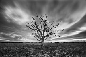 "Windy Tree"