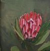 "Fynbos 49, Protea Compacta"