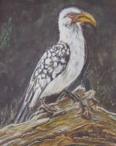 "Hornbill in the Claserie"