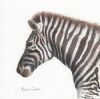 "Zebra II (portrait)"