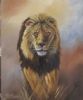 "Lion - Stalker"