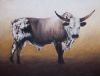 "Nguni Bull"