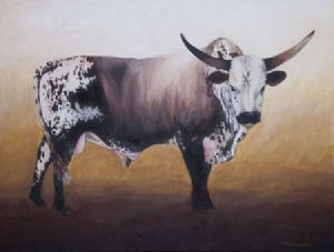 "Nguni Bull"