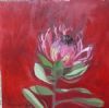 "Fynbos 67, Protea Eximia"